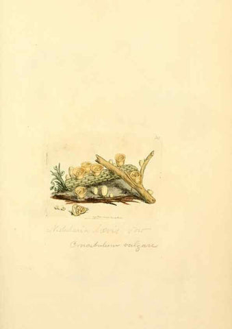 Reproducción/Reproduction 8229344421: Coloured figures of English fungi or mushrooms.. London,Printed by J. Davis,1797-[1809]