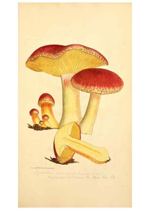 Reproducción/Reproduction 8230410208: Coloured figures of English fungi or mushrooms.. London,Printed by J. Davis,1797-[1809]