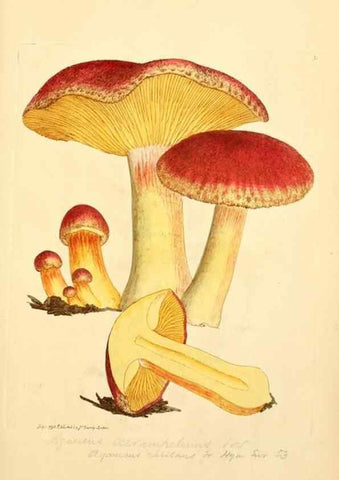 Reproducción/Reproduction 8230410208: Coloured figures of English fungi or mushrooms.. London,Printed by J. Davis,1797-[1809]