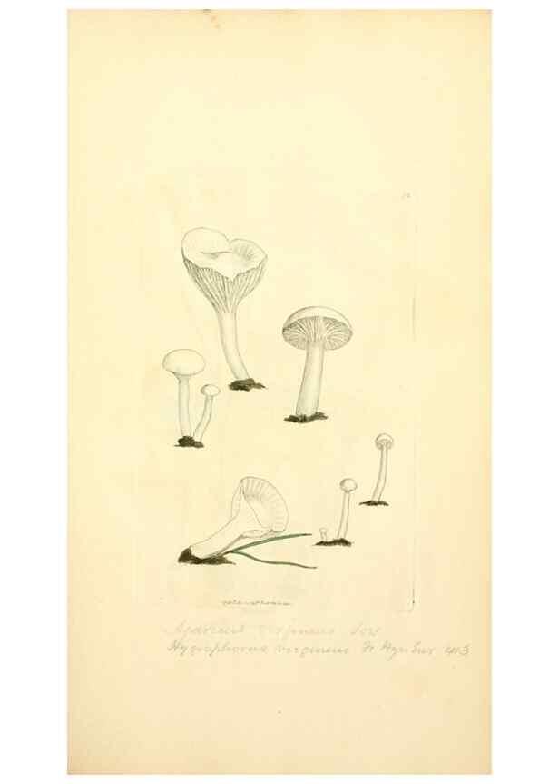 Reproducción/Reproduction 8230410578: Coloured figures of English fungi or mushrooms.. London,Printed by J. Davis,1797-[1809]