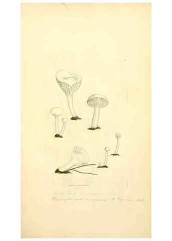 Reproducción/Reproduction 8230410578: Coloured figures of English fungi or mushrooms.. London,Printed by J. Davis,1797-[1809]