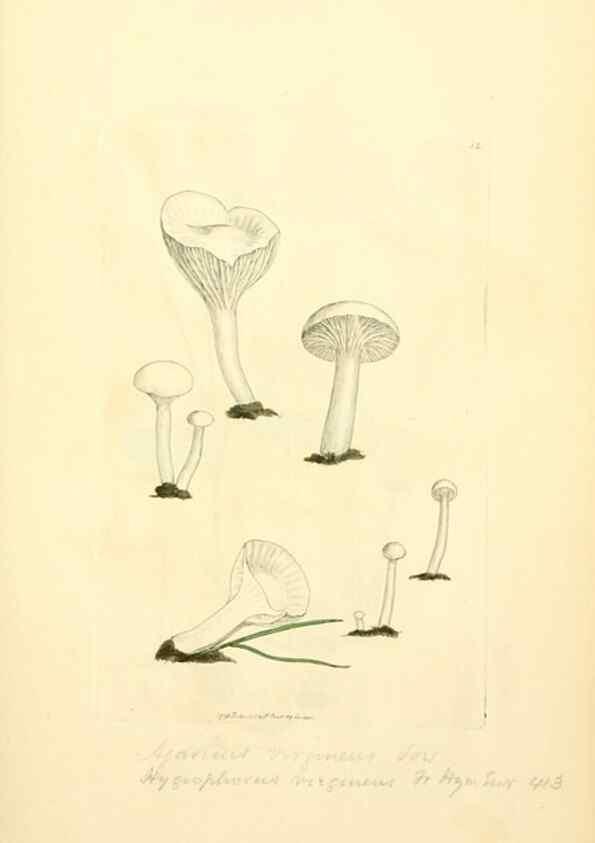 Reproducción/Reproduction 8230410578: Coloured figures of English fungi or mushrooms.. London,Printed by J. Davis,1797-[1809]