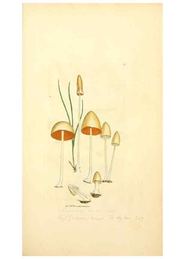 Reproducción/Reproduction 8230410936: Coloured figures of English fungi or mushrooms.. London,Printed by J. Davis,1797-[1809]
