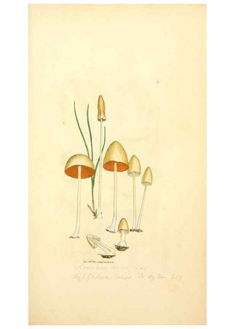 Reproducción/Reproduction 8230410936: Coloured figures of English fungi or mushrooms.. London,Printed by J. Davis,1797-[1809]