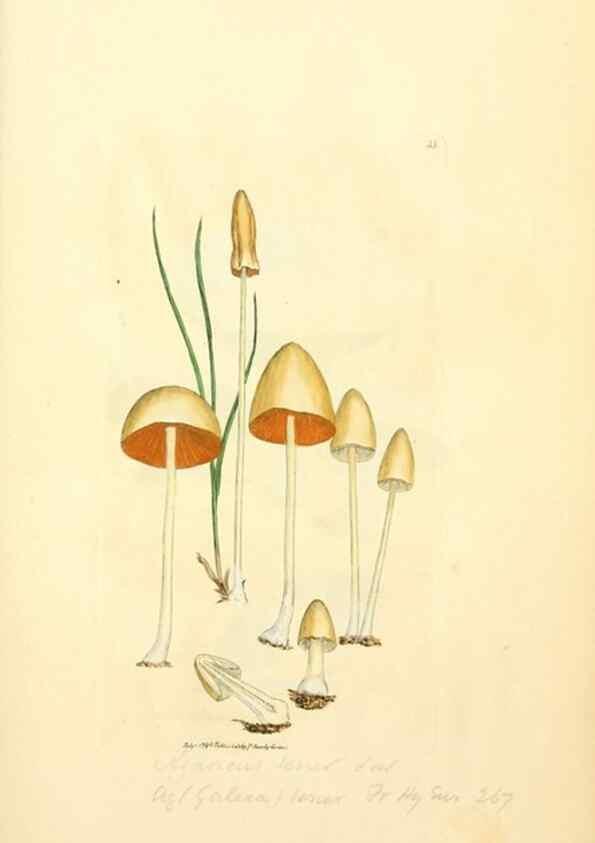 Reproducción/Reproduction 8230410936: Coloured figures of English fungi or mushrooms.. London,Printed by J. Davis,1797-[1809]
