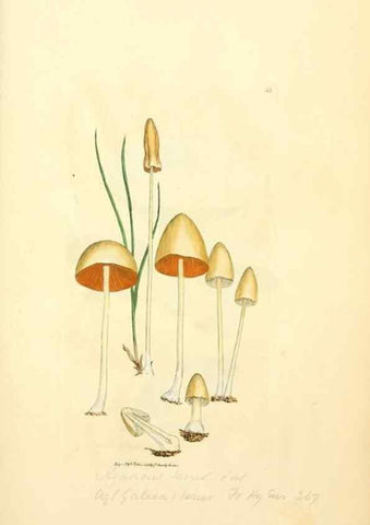 Reproducción/Reproduction 8230410936: Coloured figures of English fungi or mushrooms.. London,Printed by J. Davis,1797-[1809]