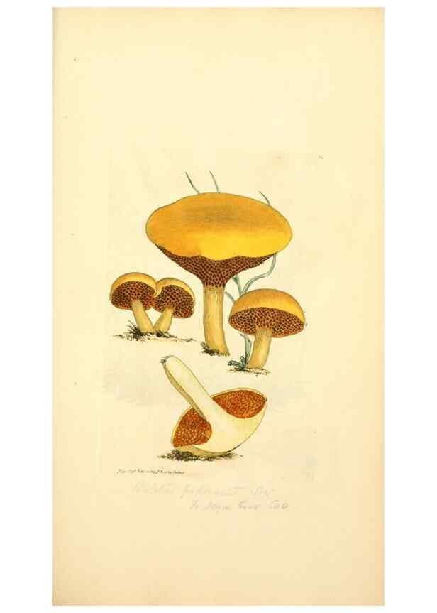 Reproducción/Reproduction 8230411370: Coloured figures of English fungi or mushrooms.. London,Printed by J. Davis,1797-[1809]