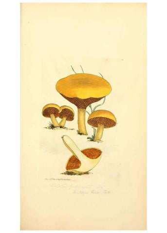 Reproducción/Reproduction 8230411370: Coloured figures of English fungi or mushrooms.. London,Printed by J. Davis,1797-[1809]