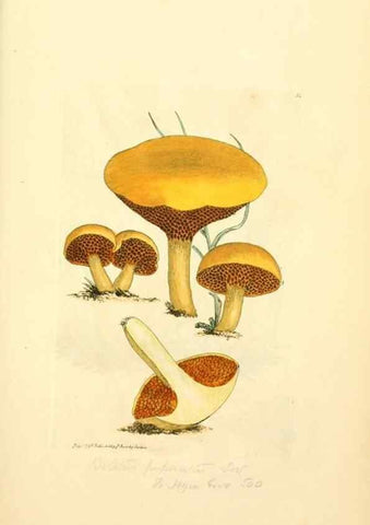 Reproducción/Reproduction 8230411370: Coloured figures of English fungi or mushrooms.. London,Printed by J. Davis,1797-[1809]