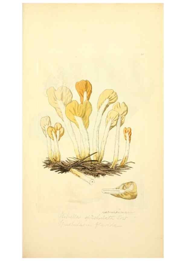 Reproducción/Reproduction 8229346525: Coloured figures of English fungi or mushrooms.. London,Printed by J. Davis,1797-[1809]