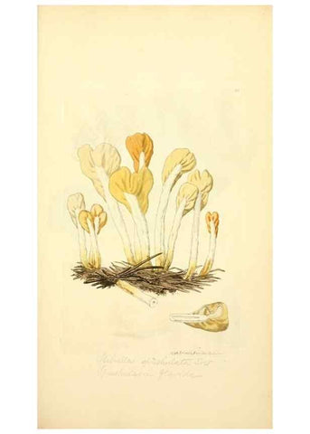 Reproducción/Reproduction 8229346525: Coloured figures of English fungi or mushrooms.. London,Printed by J. Davis,1797-[1809]
