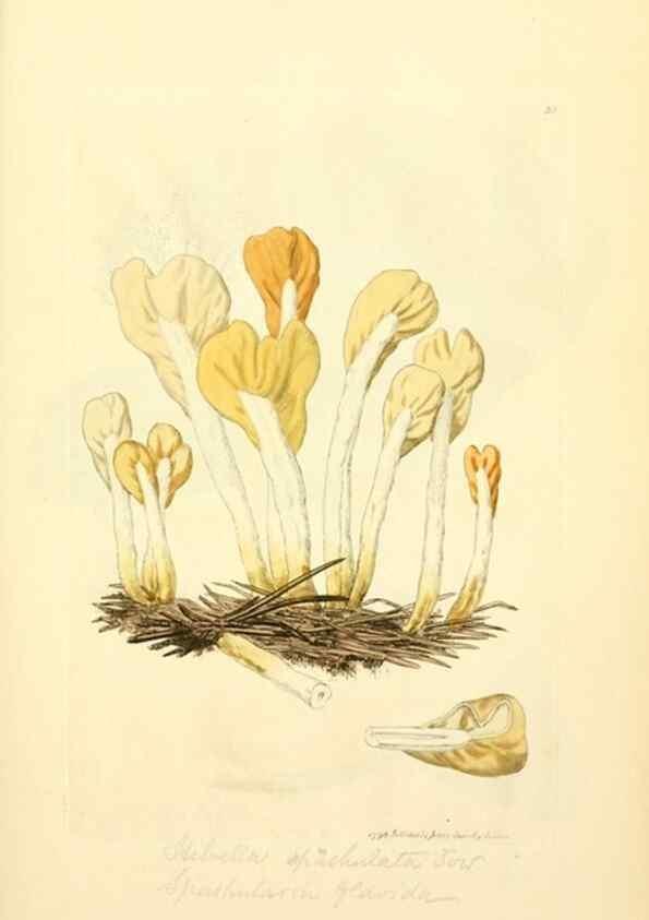 Reproducción/Reproduction 8229346525: Coloured figures of English fungi or mushrooms.. London,Printed by J. Davis,1797-[1809]