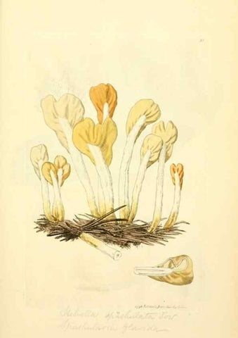 Reproducción/Reproduction 8229346525: Coloured figures of English fungi or mushrooms.. London,Printed by J. Davis,1797-[1809]