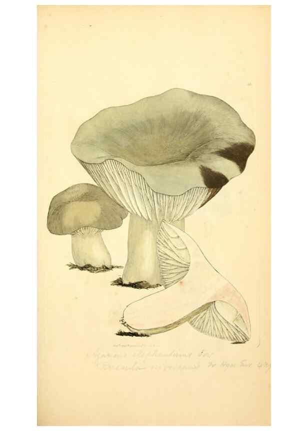 Reproducción/Reproduction 8230412268: Coloured figures of English fungi or mushrooms.. London,Printed by J. Davis,1797-[1809]