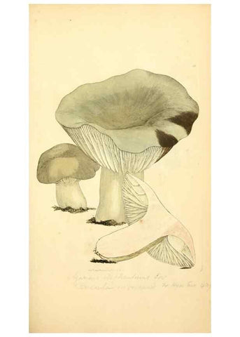 Reproducción/Reproduction 8230412268: Coloured figures of English fungi or mushrooms.. London,Printed by J. Davis,1797-[1809]