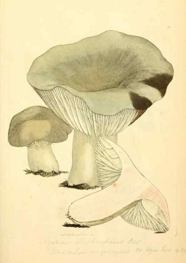 Reproducción/Reproduction 8230412268: Coloured figures of English fungi or mushrooms.. London,Printed by J. Davis,1797-[1809]