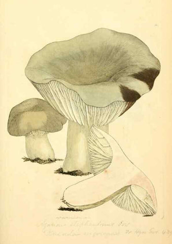 Reproducción/Reproduction 8230412268: Coloured figures of English fungi or mushrooms.. London,Printed by J. Davis,1797-[1809]