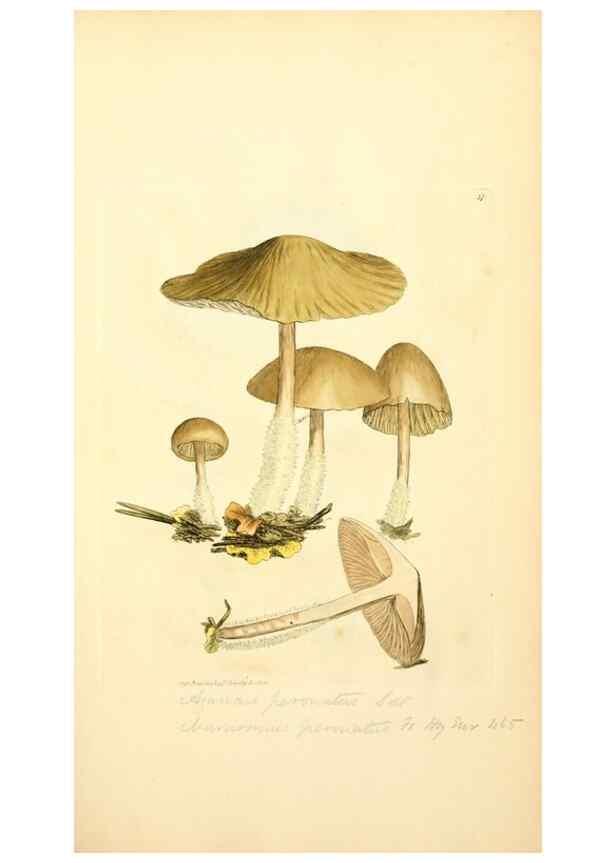 Reproducción/Reproduction 8230412600: Coloured figures of English fungi or mushrooms.. London,Printed by J. Davis,1797-[1809]