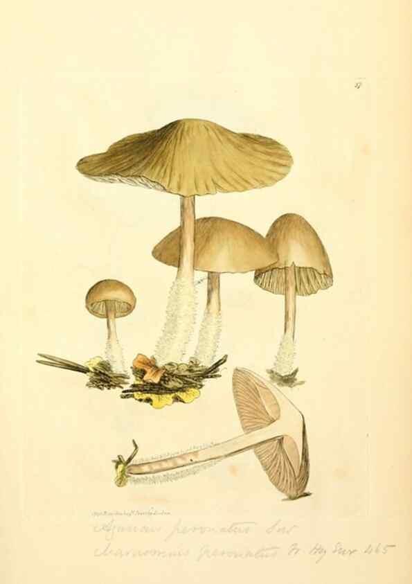 Reproducción/Reproduction 8230412600: Coloured figures of English fungi or mushrooms.. London,Printed by J. Davis,1797-[1809]