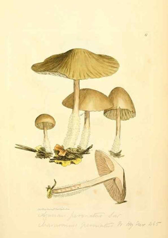Reproducción/Reproduction 8230412600: Coloured figures of English fungi or mushrooms.. London,Printed by J. Davis,1797-[1809]