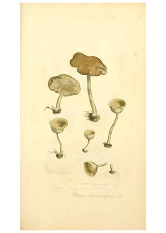 Reproducción/Reproduction 8230413196: Coloured figures of English fungi or mushrooms.. London,Printed by J. Davis,1797-[1809]