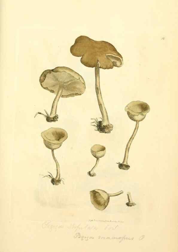 Reproducción/Reproduction 8230413196: Coloured figures of English fungi or mushrooms.. London,Printed by J. Davis,1797-[1809]