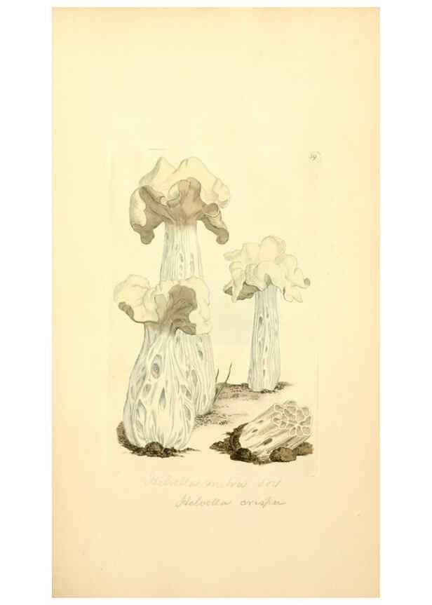 Reproducción/Reproduction 8230413744: Coloured figures of English fungi or mushrooms.. London,Printed by J. Davis,1797-[1809]