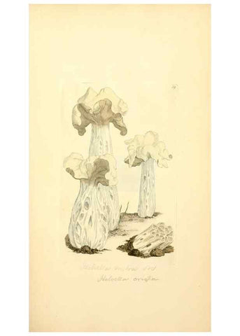 Reproducción/Reproduction 8230413744: Coloured figures of English fungi or mushrooms.. London,Printed by J. Davis,1797-[1809]