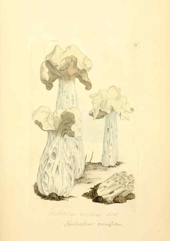 Reproducción/Reproduction 8230413744: Coloured figures of English fungi or mushrooms.. London,Printed by J. Davis,1797-[1809]