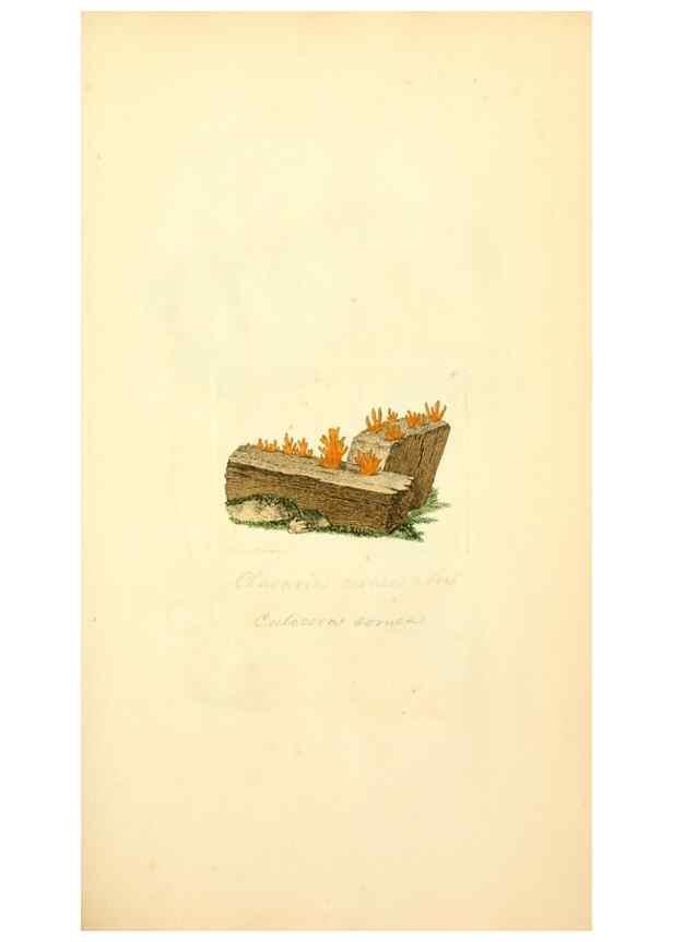 Reproducción/Reproduction 8229348869: Coloured figures of English fungi or mushrooms.. London,Printed by J. Davis,1797-[1809]