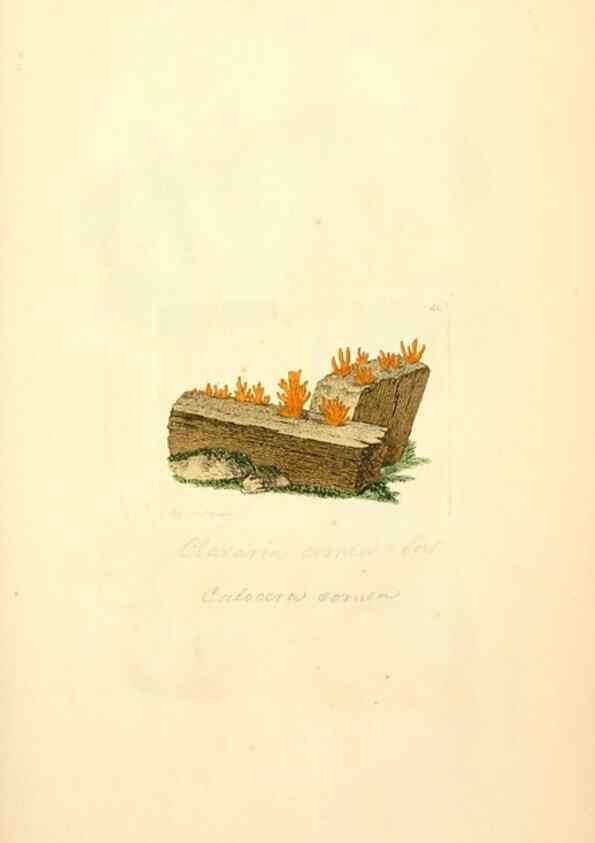Reproducción/Reproduction 8229348869: Coloured figures of English fungi or mushrooms.. London,Printed by J. Davis,1797-[1809]