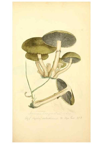 Reproducción/Reproduction 8230414786: Coloured figures of English fungi or mushrooms.. London,Printed by J. Davis,1797-[1809]