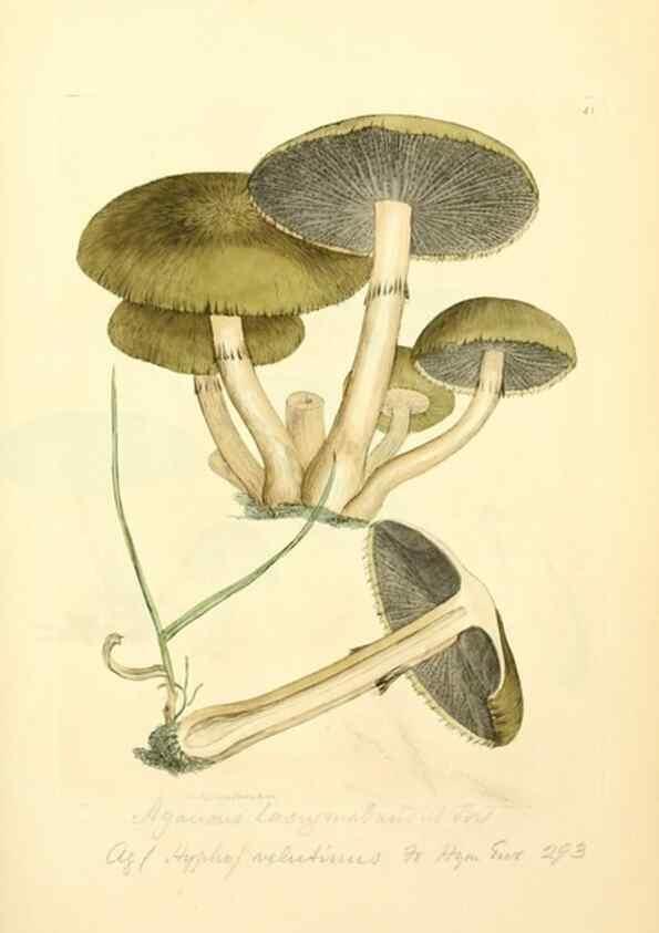 Reproducción/Reproduction 8230414786: Coloured figures of English fungi or mushrooms.. London,Printed by J. Davis,1797-[1809]