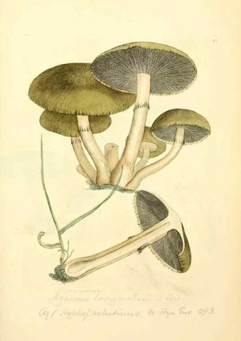 Reproducción/Reproduction 8230414786: Coloured figures of English fungi or mushrooms.. London,Printed by J. Davis,1797-[1809]