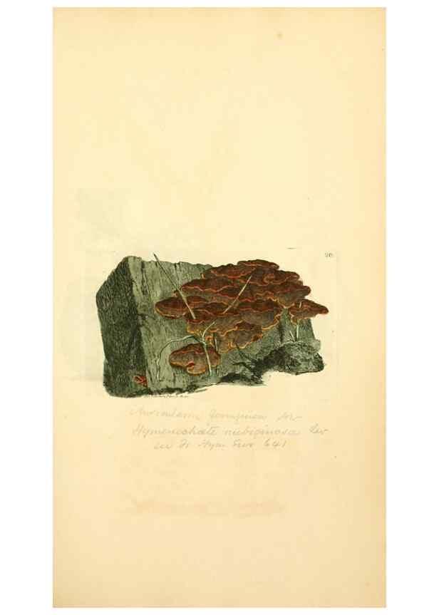 Reproducción/Reproduction 8230407640: Coloured figures of English fungi or mushrooms.. London,Printed by J. Davis,1797-[1809]