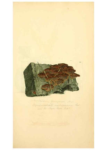 Reproducción/Reproduction 8230407640: Coloured figures of English fungi or mushrooms.. London,Printed by J. Davis,1797-[1809]