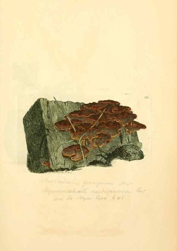 Reproducción/Reproduction 8230407640: Coloured figures of English fungi or mushrooms.. London,Printed by J. Davis,1797-[1809]