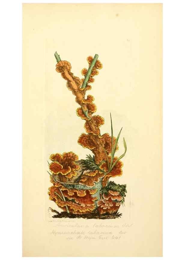 Reproducción/Reproduction 8230407236: Coloured figures of English fungi or mushrooms.. London,Printed by J. Davis,1797-[1809]