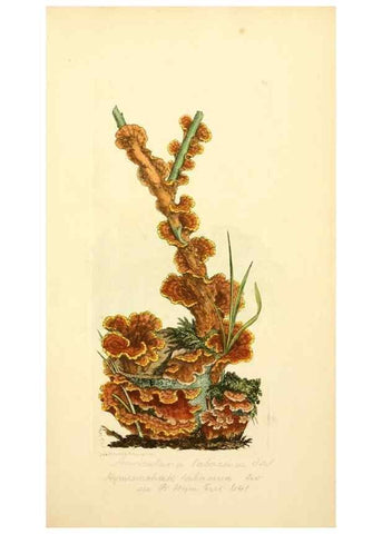 Reproducción/Reproduction 8230407236: Coloured figures of English fungi or mushrooms.. London,Printed by J. Davis,1797-[1809]