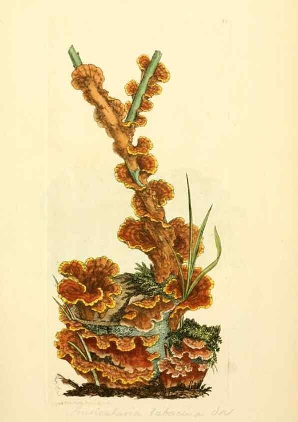 Reproducción/Reproduction 8230407236: Coloured figures of English fungi or mushrooms.. London,Printed by J. Davis,1797-[1809]