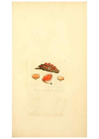 Reproducción/Reproduction 8230406742: Coloured figures of English fungi or mushrooms.. London,Printed by J. Davis,1797-[1809]