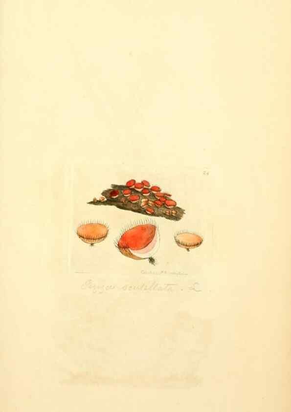 Reproducción/Reproduction 8230406742: Coloured figures of English fungi or mushrooms.. London,Printed by J. Davis,1797-[1809]