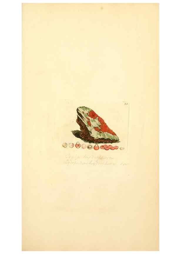 Reproducción/Reproduction 8230406300: Coloured figures of English fungi or mushrooms.. London,Printed by J. Davis,1797-[1809]