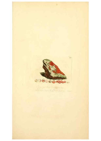Reproducción/Reproduction 8230406300: Coloured figures of English fungi or mushrooms.. London,Printed by J. Davis,1797-[1809]