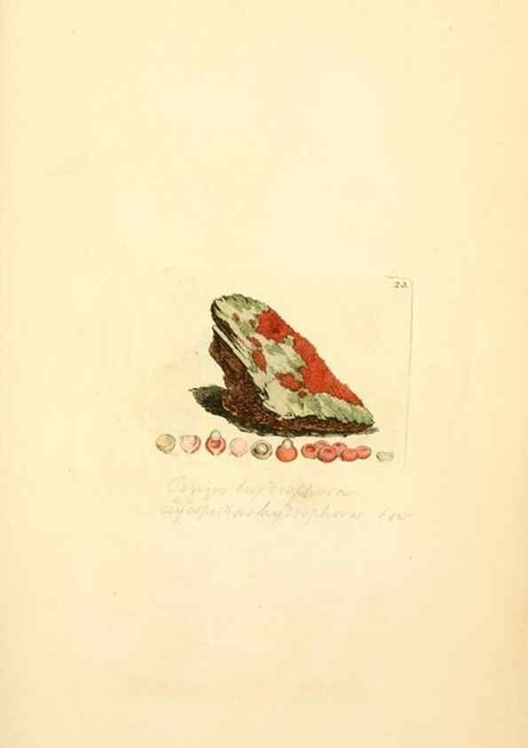 Reproducción/Reproduction 8230406300: Coloured figures of English fungi or mushrooms.. London,Printed by J. Davis,1797-[1809]