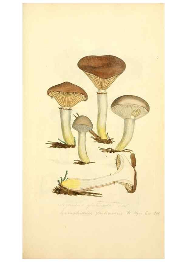 Reproducción/Reproduction 8229332623: Coloured figures of English fungi or mushrooms.. London,Printed by J. Davis,1797-[1809]