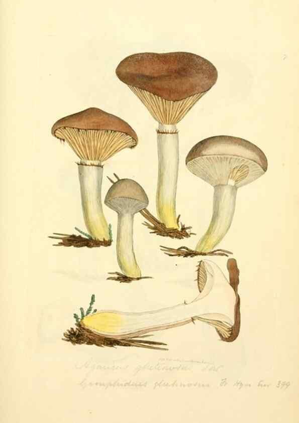 Reproducción/Reproduction 8229332623: Coloured figures of English fungi or mushrooms.. London,Printed by J. Davis,1797-[1809]