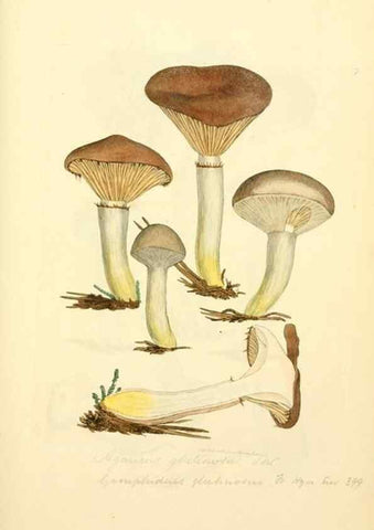 Reproducción/Reproduction 8229332623: Coloured figures of English fungi or mushrooms.. London,Printed by J. Davis,1797-[1809]