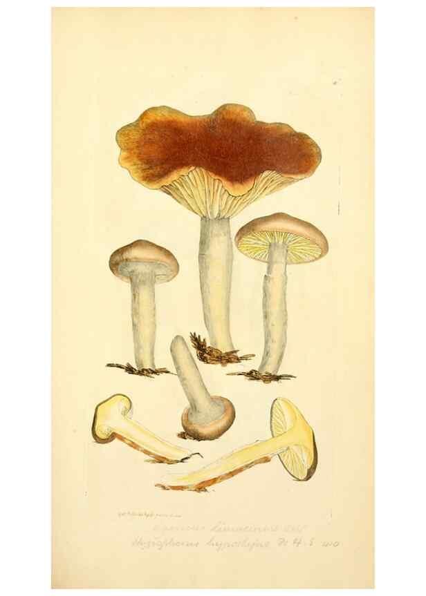 Reproducción/Reproduction 8229333085: Coloured figures of English fungi or mushrooms.. London,Printed by J. Davis,1797-[1809]