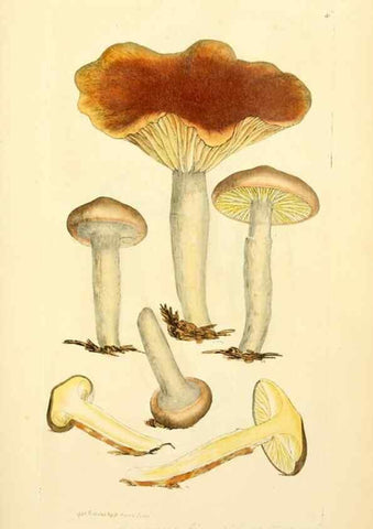 Reproducción/Reproduction 8229333085: Coloured figures of English fungi or mushrooms.. London,Printed by J. Davis,1797-[1809]